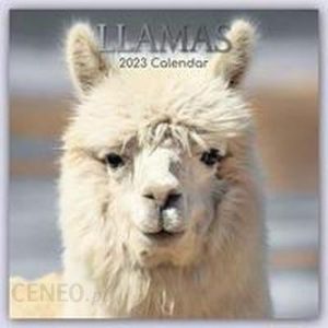 Llamas - Lamas 2023 - 16-Monatskalender
